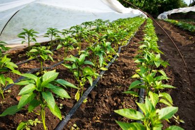 Increase Crop Yields with Plant Irrigation!